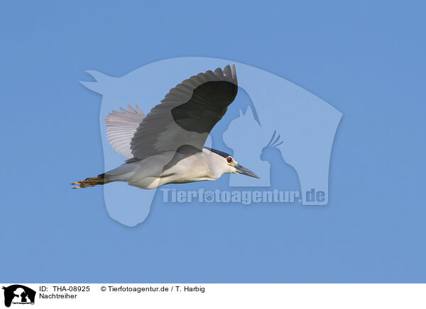 Nachtreiher / Night Heron / THA-08925