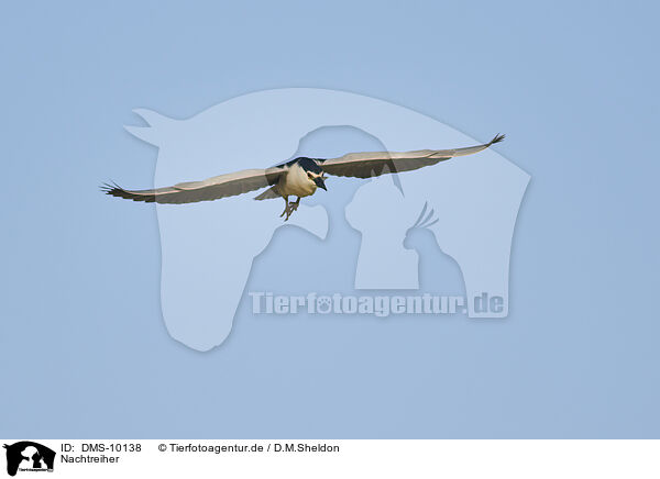 Nachtreiher / black-crowned night heron / DMS-10138