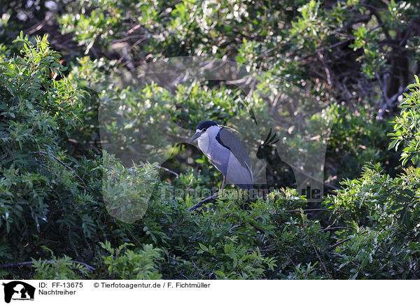 Nachtreiher / night heron / FF-13675