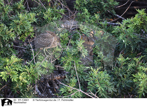 Nachtreiher / night heron / FF-13681