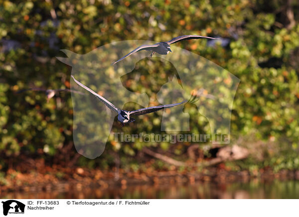 Nachtreiher / night heron / FF-13683