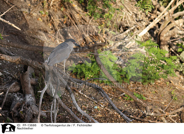 Nachtreiher / night heron / FF-13686