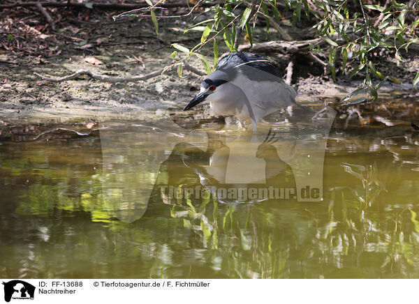 Nachtreiher / night heron / FF-13688