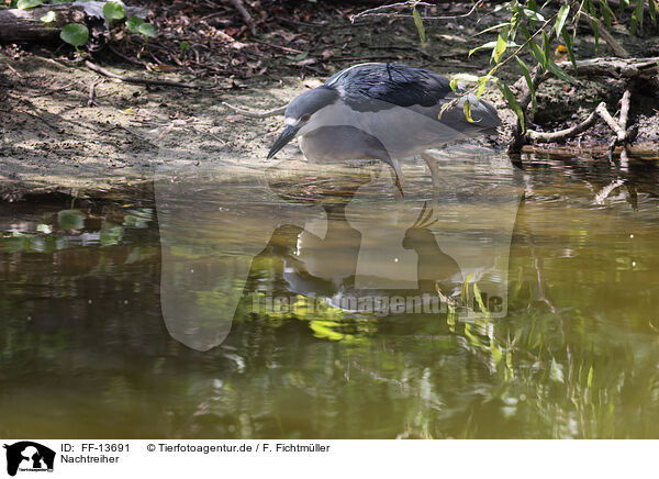 Nachtreiher / night heron / FF-13691