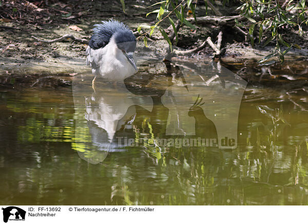 Nachtreiher / night heron / FF-13692