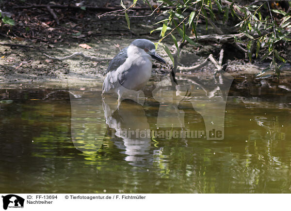 Nachtreiher / night heron / FF-13694