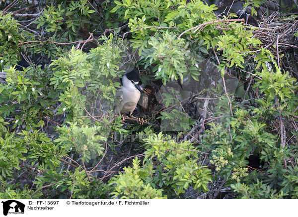 Nachtreiher / night heron / FF-13697