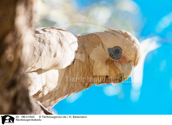 Nacktaugenkakadu / bare-eyed cockatoo / HB-01682