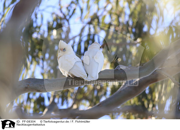 Nacktaugenkakadus / bare-eyed cockatoos / FF-08304