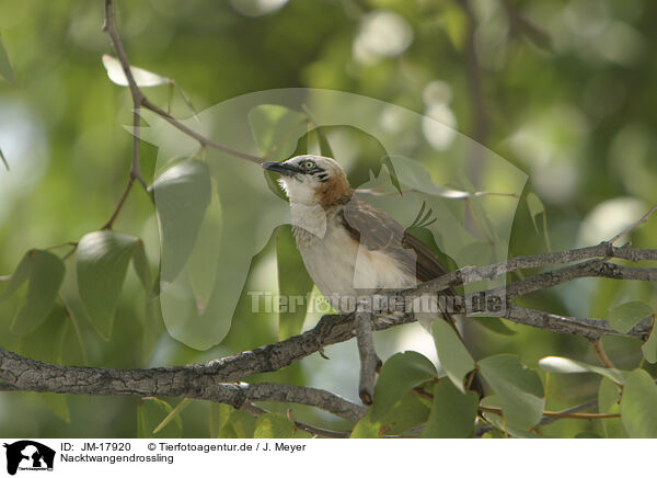 Nacktwangendrossling / bare-cheeked babbler / JM-17920