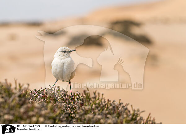 Namibschmtzer / MBS-24753