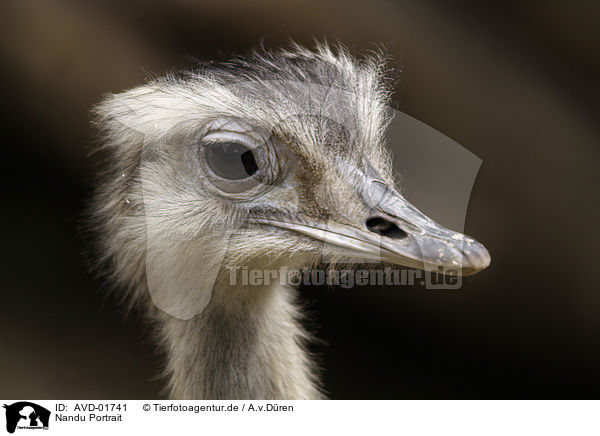 Nandu Portrait / greater rhea Portrait / AVD-01741