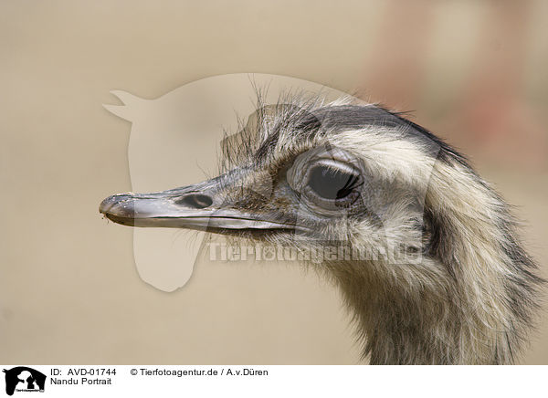 Nandu Portrait / American rhea Portrait / AVD-01744