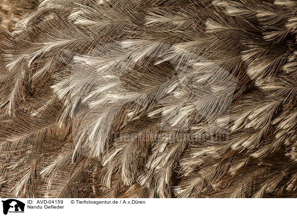 Nandu Gefieder / rhea plumage / AVD-04159