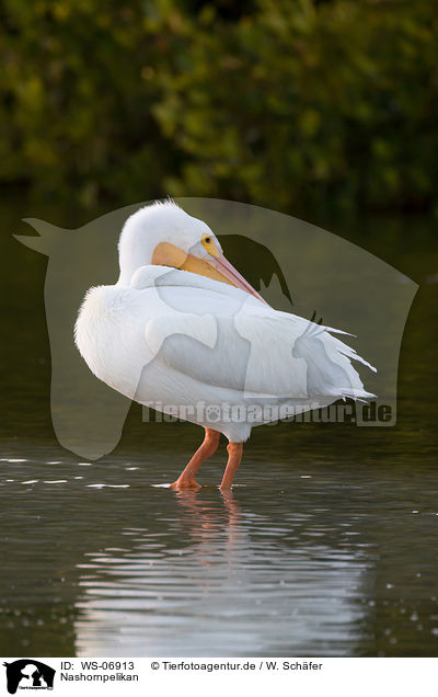Nashornpelikan / American white pelican / WS-06913