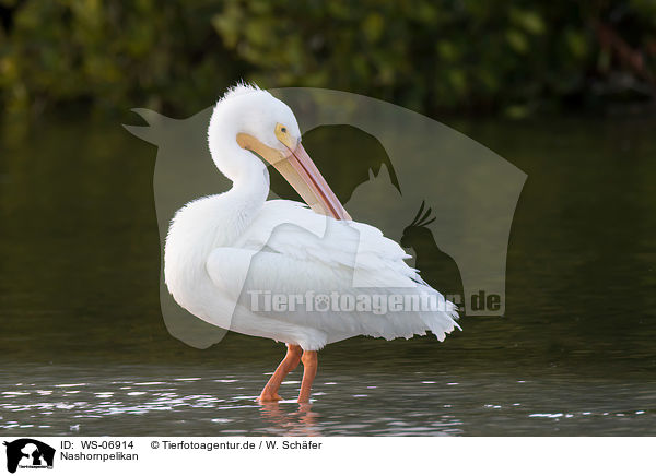 Nashornpelikan / American white pelican / WS-06914