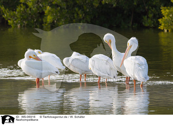 Nashornpelikane / American white pelicans / WS-06916