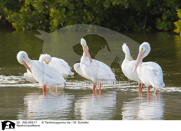 Nashornpelikane / American white pelicans / WS-06917
