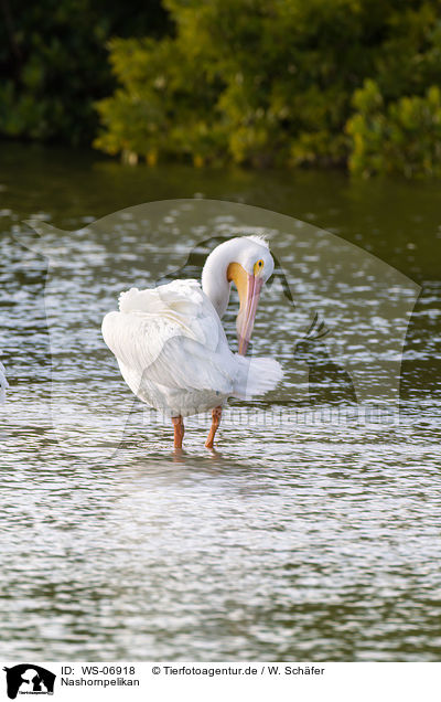 Nashornpelikan / American white pelican / WS-06918