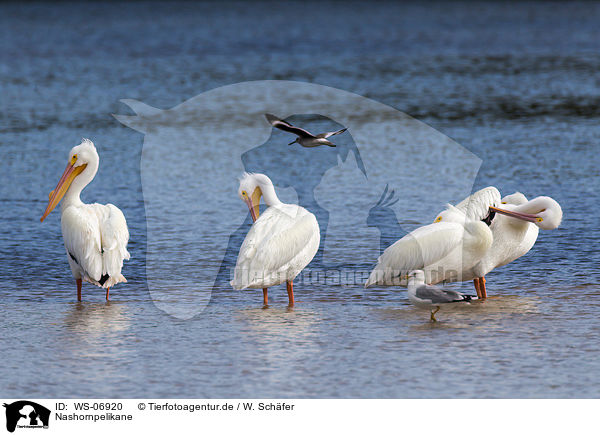 Nashornpelikane / American white pelicans / WS-06920