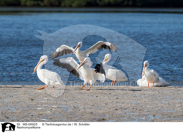 Nashornpelikane / American white pelicans / WS-06925