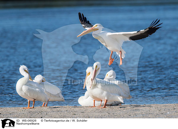 Nashornpelikane / American white pelicans / WS-06926
