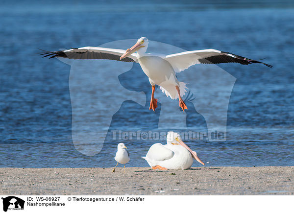 Nashornpelikane / American white pelicans / WS-06927