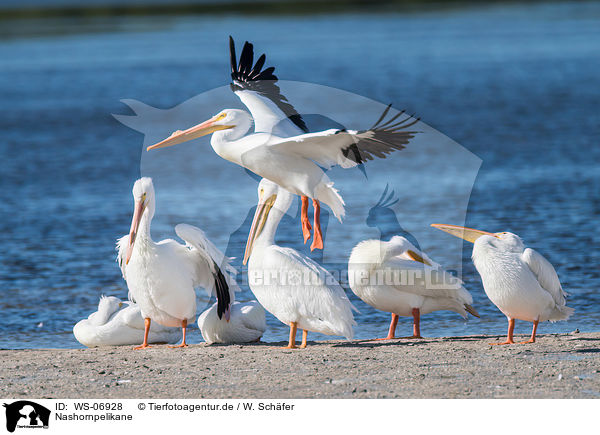 Nashornpelikane / American white pelicans / WS-06928