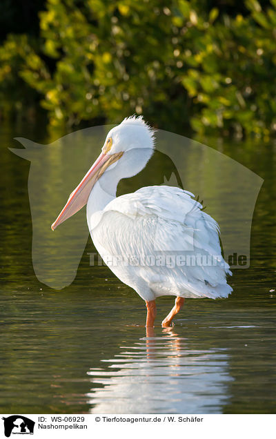 Nashornpelikan / American white pelican / WS-06929