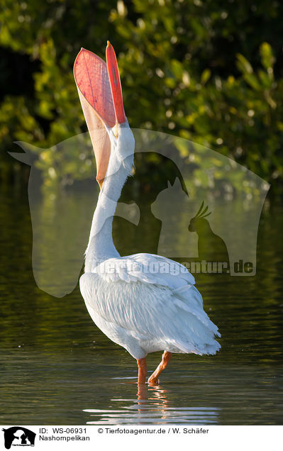 Nashornpelikan / American white pelican / WS-06931