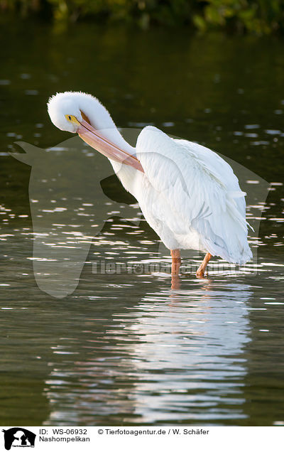 Nashornpelikan / American white pelican / WS-06932