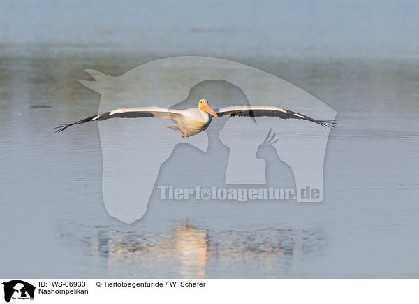 Nashornpelikan / American white pelican / WS-06933