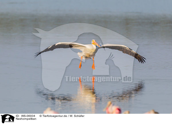 Nashornpelikan / American white pelican / WS-06934