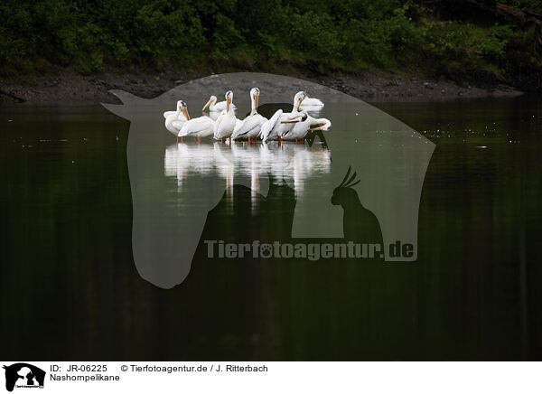 Nashornpelikane / American white pelicans / JR-06225