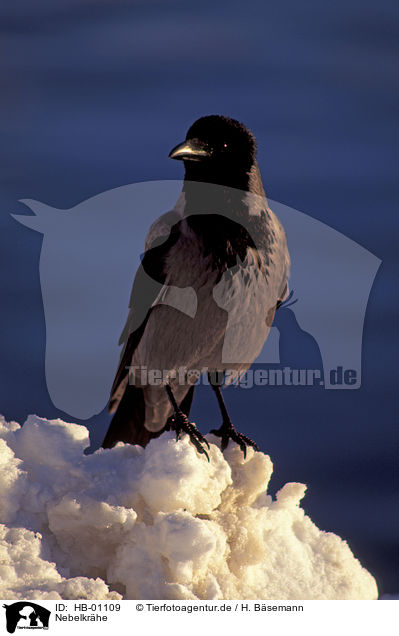 Nebelkrhe / hoodiecrow / HB-01109