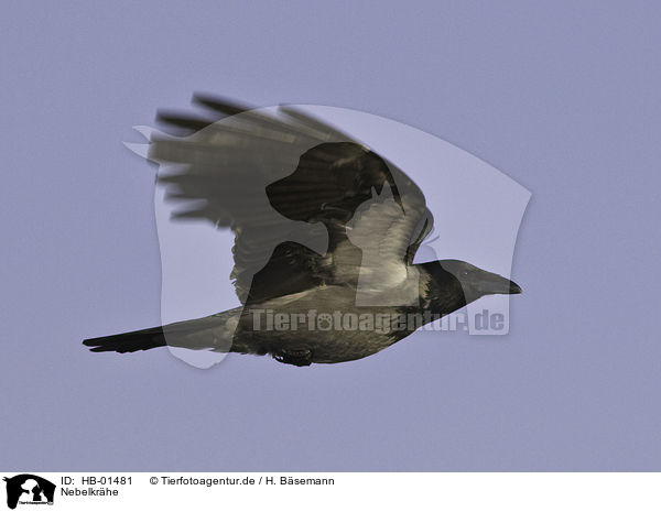Nebelkrhe / hoodiecrow / HB-01481