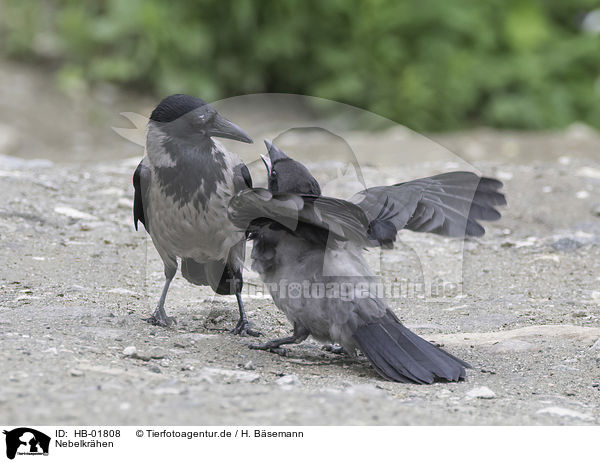 Nebelkrhen / hoodiecrows / HB-01808
