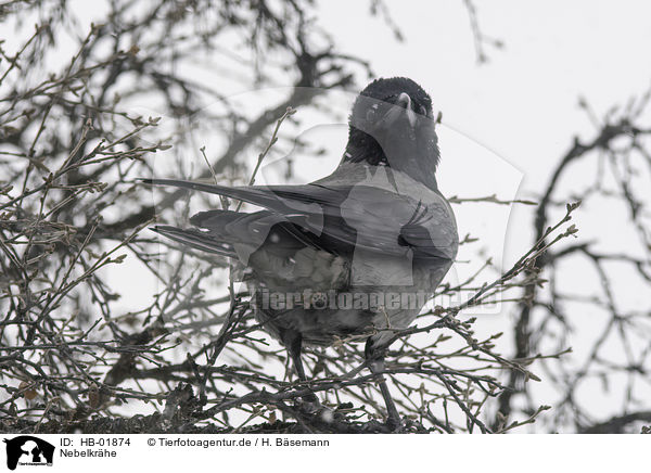 Nebelkrhe / hoodiecrow / HB-01874