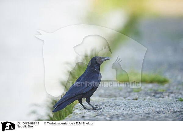 Nebelkrhe / hoodiecrow / DMS-08813