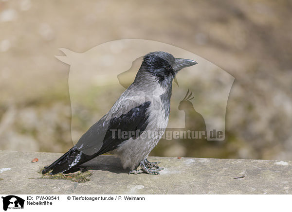 Nebelkrhe / Hooded Crow / PW-08541