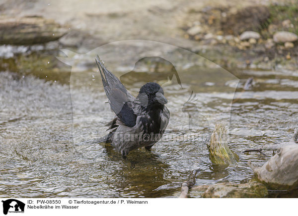 Nebelkrhe im Wasser / Hooded Crow in the water / PW-08550