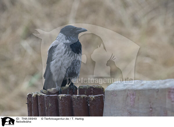 Nebelkrhe / hoodiecrow / THA-08949