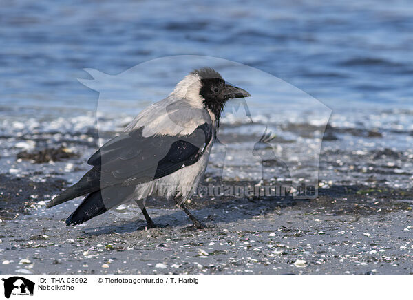 Nebelkrhe / hoodiecrow / THA-08992