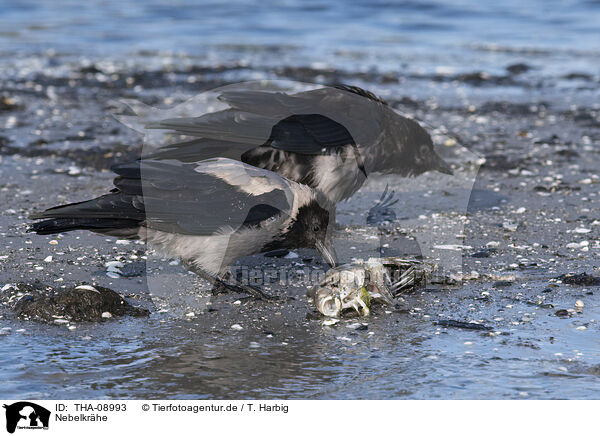 Nebelkrhe / hoodiecrow / THA-08993