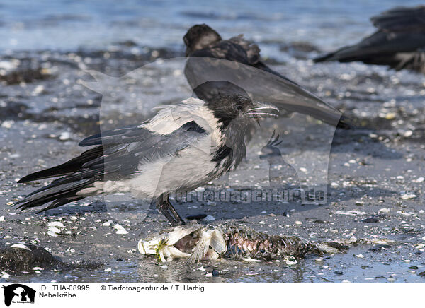 Nebelkrhe / hoodiecrow / THA-08995