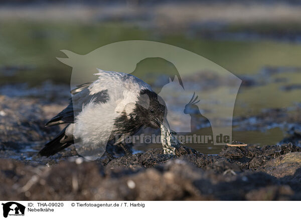 Nebelkrhe / hoodiecrow / THA-09020