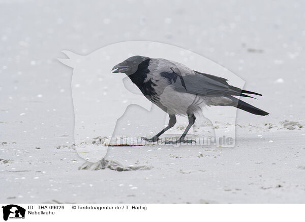 Nebelkrhe / hoodiecrow / THA-09029