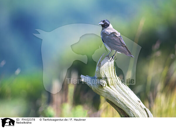 Nebelkrhe / hoodiecrow / FH-02378