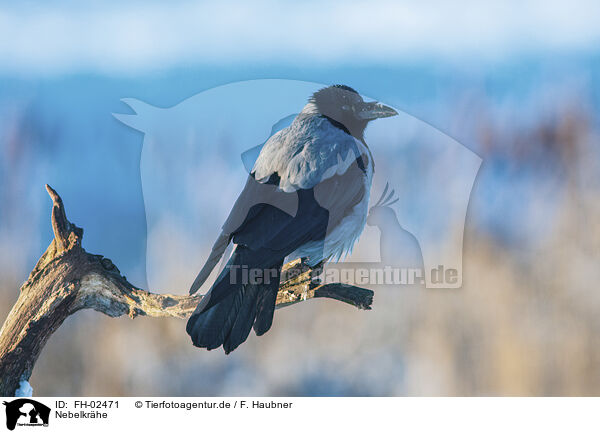 Nebelkrhe / hoodiecrow / FH-02471