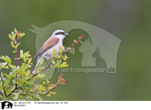 Neuntter / red-backed shrike / SO-01134